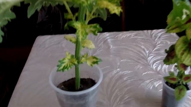Формирование куста колеуса (прищипывание или обрезка)