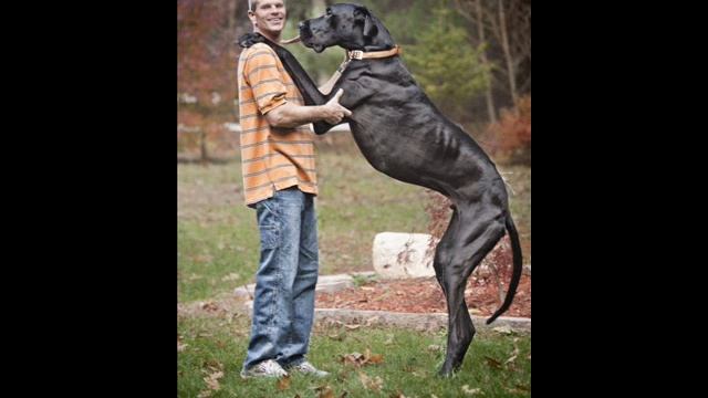 Самые необычные и большие собаки в мире смотреть онлайн