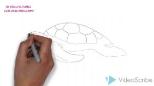 How to Draw a Turtle / Как нарисовать черепаху