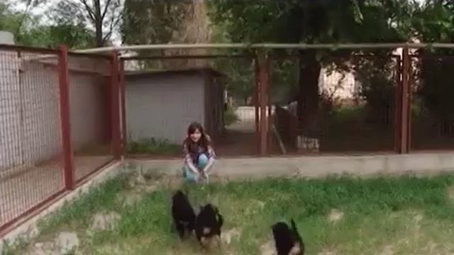 Как выбрать щенка немецкой овчарки (рекомендация от племенного питомника немецких овчарок МОТОР СИЧ смотреть онлайн