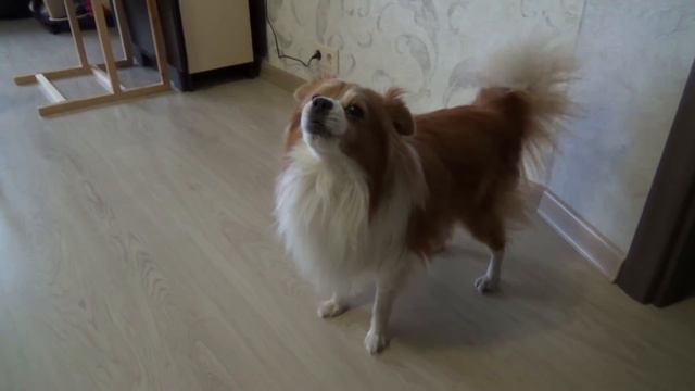 СОБАКА ПОЕТ под музыку Милашка Домашние животные смотреть онлайн