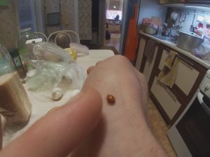 В ДЕКАБРЕ НАШЕЛ БОЖЬЮ КОРОВКУ!