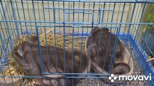 Шиншиллы уход и содержание .
