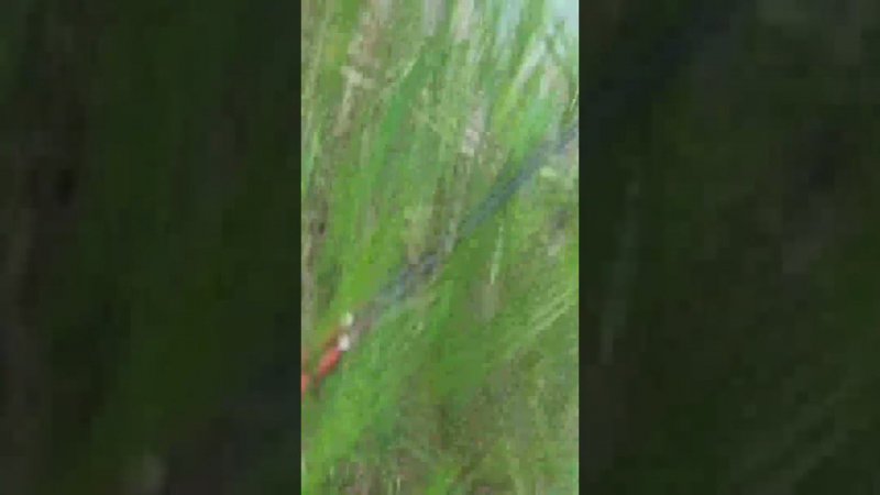 Карась на обрывок червя