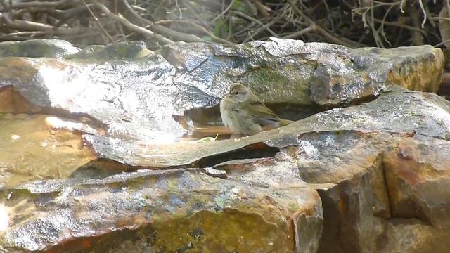 Bathing beauty: Olive Sparrow at the National Butterfly Center смотреть онлайн