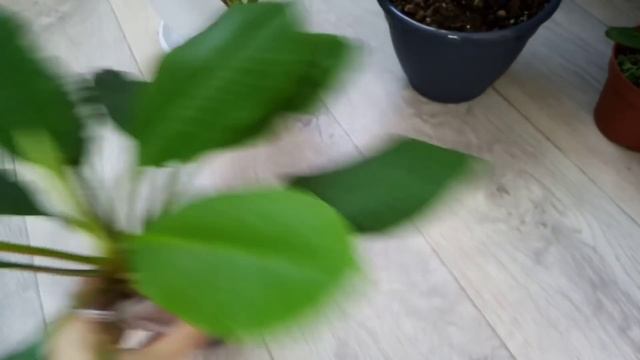 Комнатные цветы. Обзор новинок. смотреть онлайн