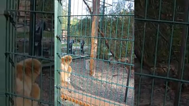 Забавные обезьянки в нижегородском зоопарке "Лимпопо". Часть 2/amazing monkeys in Limpopo Zoo. Part