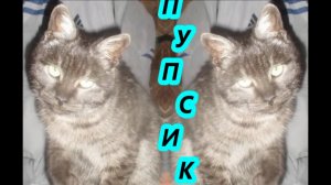Мой котёнок ПУПСИК