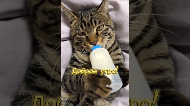 #Доброеутро #кот #игра #еда #АмиДами19 #Goodmorning #cat #game #food #AmiDami19 #shorts #short