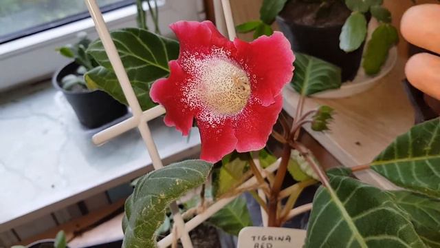Gloxinia ,,Tigrina Red