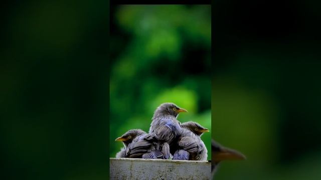 Jungle Babbler #babbler #birds #birdwatching #shorts #birding #calm #nature #soothing #wildindia