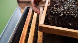 Пасека #90 Пропала матка |  Как подсадить Матку? Что делать? | Пчеловодство для начинающих