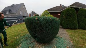 Kustorez. Trimming and Shaping Topiary Blue Juniper