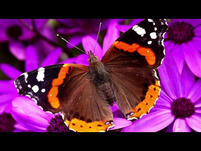 Михаил Лермонтов - Как небеса твой взор блистает смотреть онлайн