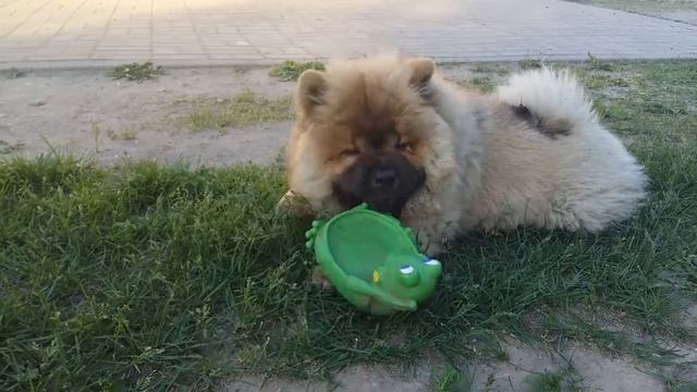 Чау чау играет смотреть онлайн