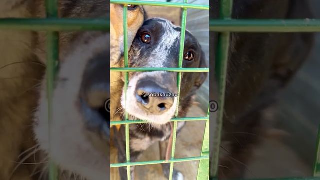 Тедди из приюта «Щербинка» ищет хозяев! Проект Собака Юзао