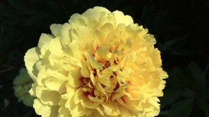 Itoh Peony Sonoma Yedo Пион ИТО Сонома Едо