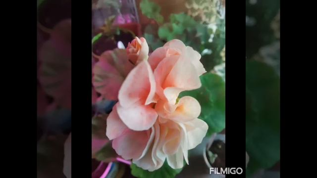 Мои Пеларгонии фото смотреть онлайн