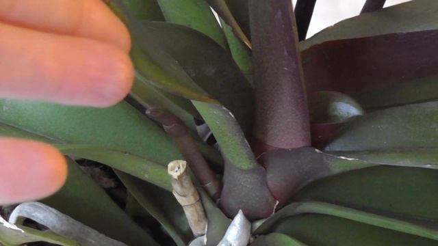 Плесень в цветочном горшке Орхидея фаленопсис Чем опасна плесень для орхидей? смотреть онлайн