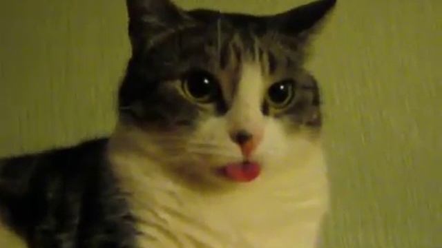 Кот после валерьянки . смотреть онлайн