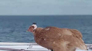 Реклама с курицей