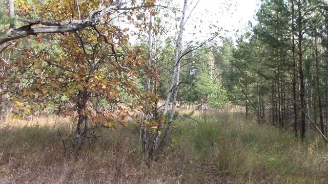 Металлокоп  там где была делянка