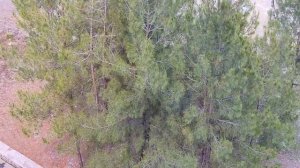 Абхазия, Пицунда, побережье с корпуса «Золотое Руно»