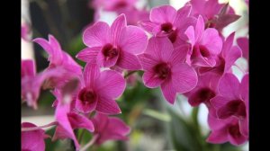 Павильон ОРХИДЕЙ в парке Кекенхоф (Keukenhof )Orchid