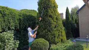 стрижка туи "Стрикта".