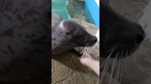 Кормление тюленя