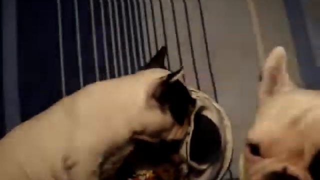 Супер!!!Принцесса тоже хочет косточку...