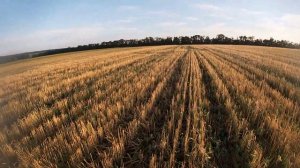 Охота на перепела. Много перепела. Такого еще не было.Супер охота