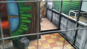 Адлер! Мир джунглей!