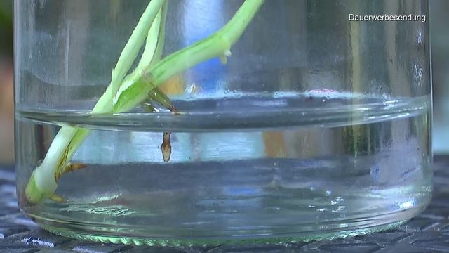 Pflanzenpflege mit Hindernissen Wurzelfäule und Stammfäule смотреть онлайн