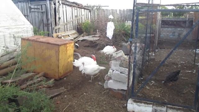 Индюшка села на гнездоа уже осень...Что делать?