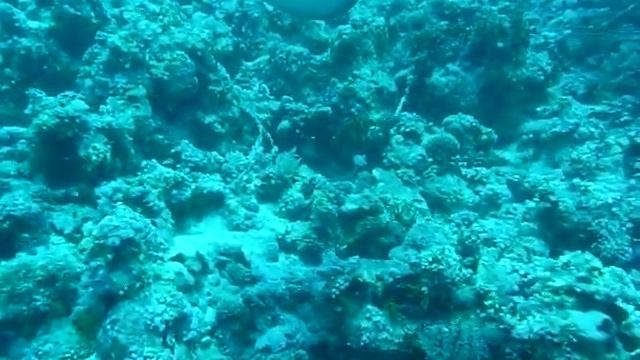 черноспинный белобрюх или чернопятнистая тэниура