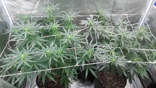 5 Things You Need to Know about the Kind K5 series XL1000 LED Grow Light