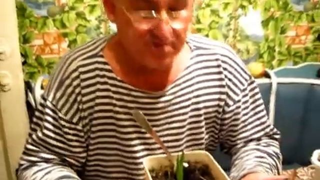 Как растут финики из косточки смотреть онлайн