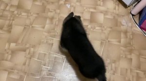 Моя Немецкая Овчарка, пример кормления, прививки, уши, какие команды знаем.