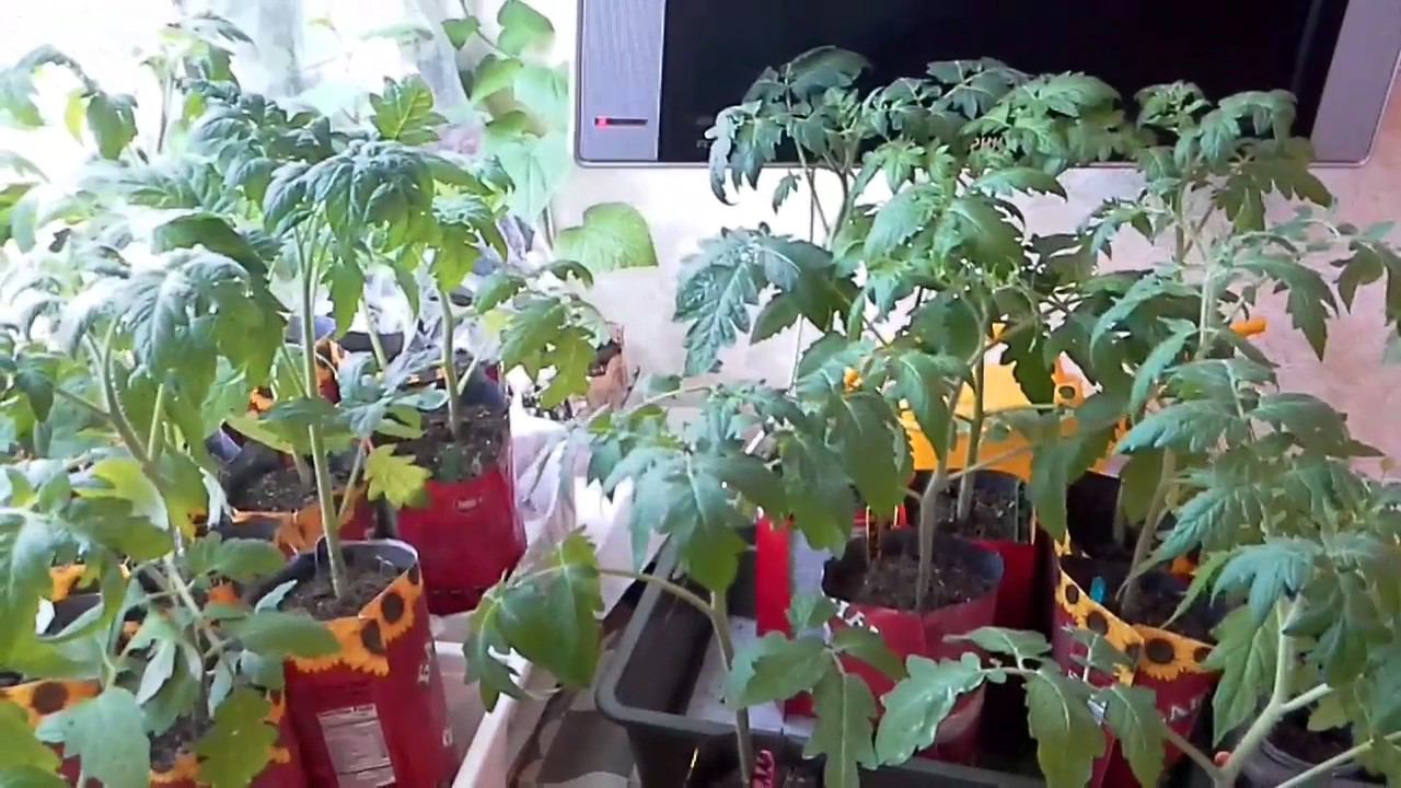 4 апреля,перевозка рассады томатов на дачу,сложный период в выращивании смотреть онлайн