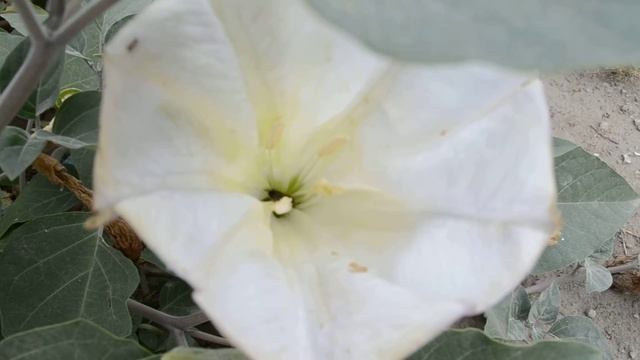 Красивый цветок дурмана смотреть онлайн