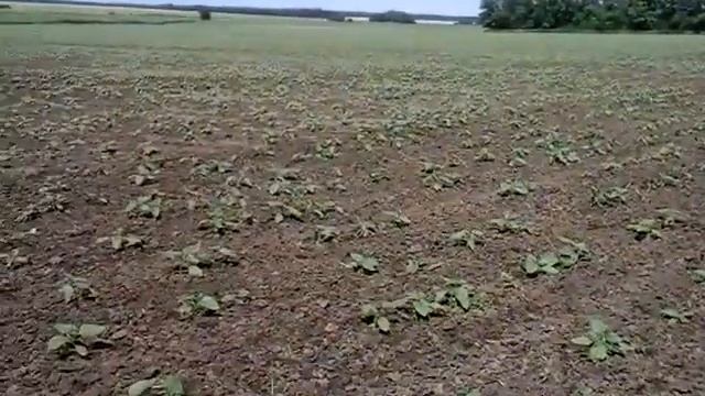 Мотыга МРН-6. Работа по подсолнечнику. смотреть онлайн