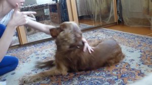 КАК НАУЧИТЬ СОБАКУ КОМАНДЕ УМРИ~ОБУЧАЛКА~Spaniel Charli~