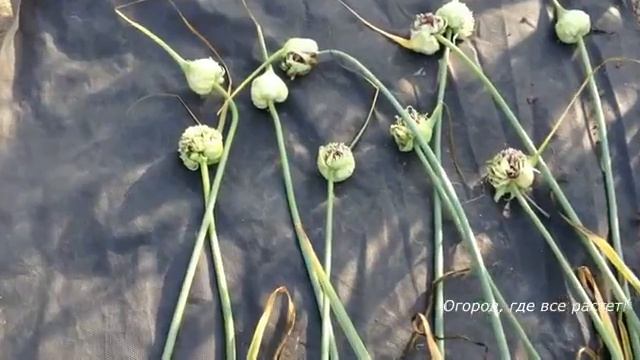 Как вырастить чеснок из бульбочек.mp4 смотреть онлайн