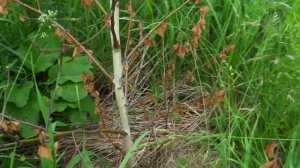 Как прессовать березовые веники, секреты изготовления березовых веников, Березовые веники