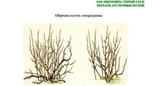Омолодить и обрезать кустарники весной: черная, красная, белая смородина, крыжовник, малина, поречк