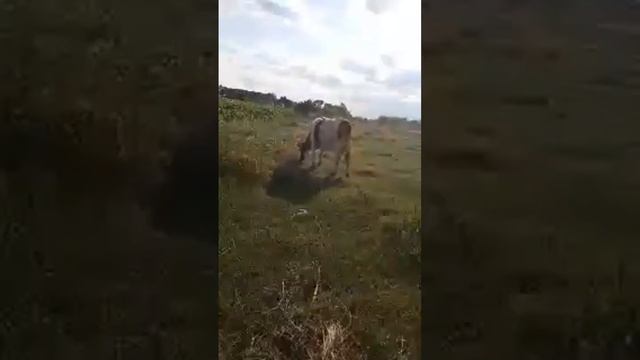 Багринешты Флорештского района, река Реут