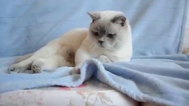 Адамант или МАЧО британский кот лилак поинт в British House смотреть онлайн