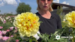 Dushesse De Lorraine Nancy nora peony. Нэнси Нора пион. Пулков сад