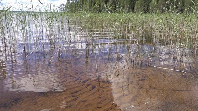 01.08.2022 Лесная тишина.mp4